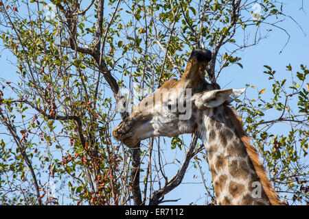 Una giraffa maschio alimentazione off un Combretum tree Foto Stock