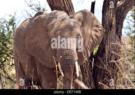 Giovane elefante graffi su un albero in Bufalo Springs Foto Stock