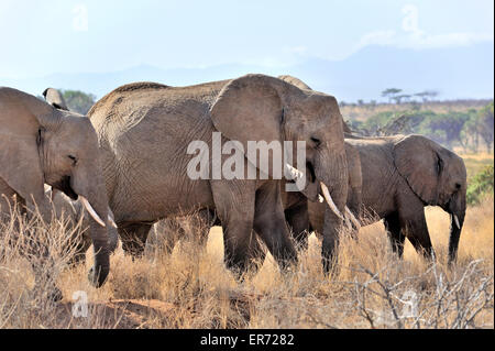 Gli elefanti pascolare nel Samburu Reserve, Africa Foto Stock