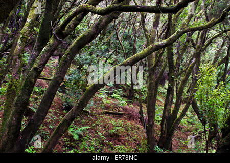 Laurel tree forest a La Laguna Grande, Parco Nazionale di Garajonay, isola di La Gomera, isole Canarie, Spagna Foto Stock