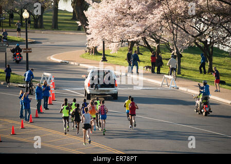 Cherry Blossom 16 Mile Run Washington DC // WASHINGTON DC - i corridori partecipano all'annuale Cherry Blossom 10 Mile Run mentre passano sotto i ciliegi in fiore nella capitale della nazione. La gara, che si tiene ogni primavera durante il National Cherry Blossom Festival, attira migliaia di partecipanti da tutto il mondo. Il percorso di 16 km si snoda attraverso aree panoramiche di Washington DC, tra cui percorsi vicino al bacino di marea e al fiume Potomac, dove i ciliegi raggiungono la fioritura massima. L'evento combina la competizione atletica con la celebrazione dell'arrivo della primavera nella capitale. Foto Stock
