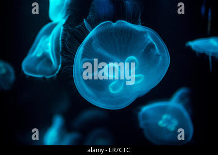 National Aquarium Jellyfish Exhibit Baltimore // BALTIMORE, Maryland - Jellyfish in a Jellies Exhibit at the National Aquarium at Inner Harbor in Baltimore, Maryland. Foto Stock