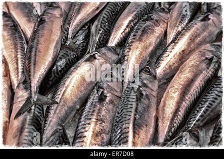 Pesce fresco in vendita sul mercato in stallo, Rialto Mercato del Pesce, Venezia, Italia Foto Stock