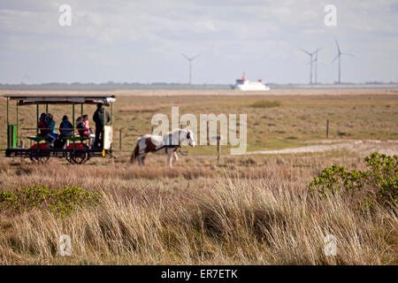 A cavallo il museo ferroviario, Est isola Frisone Spiekeroog, Bassa Sassonia, Germania Foto Stock