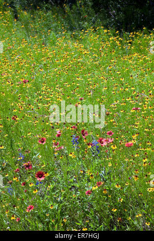 Fiori selvaggi sul molto rurale città di Salice Loop, vicino sia Johnson City e Fredericksburg nel Paese delle Colline del Texas centrale. Foto Stock