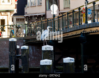 Airone cenerino appollaiato su pali di legno in un canale di Amsterdam Foto Stock