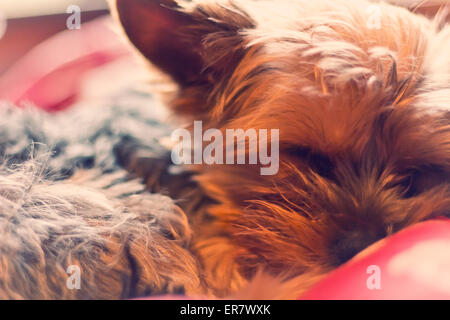 Adorable Yorkie terrier suono addormentato nel letto Foto Stock