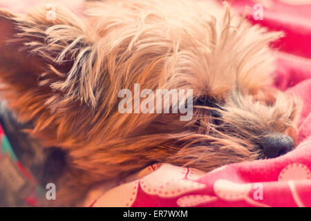 Adorable Yorkie terrier suono addormentato nel letto Foto Stock