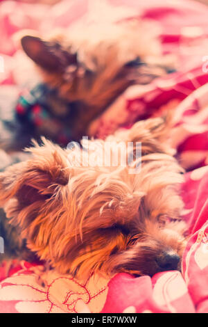 Adorable Yorkie terrier suono addormentato nel letto Foto Stock