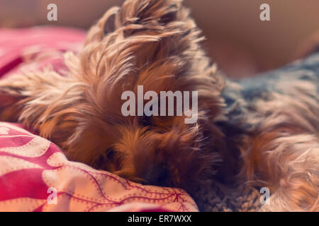 Adorable Yorkie terrier suono addormentato nel letto Foto Stock