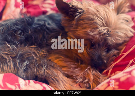 Adorable Yorkie terrier suono addormentato nel letto Foto Stock