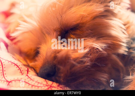 Adorable Yorkie terrier suono addormentato nel letto Foto Stock