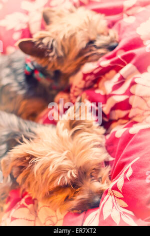 Adorable Yorkie terrier suono addormentato nel letto Foto Stock