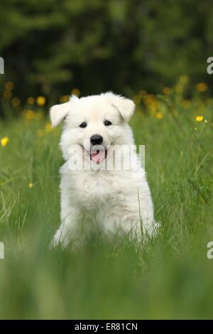 Pastore Svizzero bianco cucciolo Foto Stock