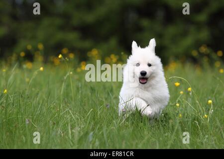 Pastore Svizzero bianco cucciolo Foto Stock