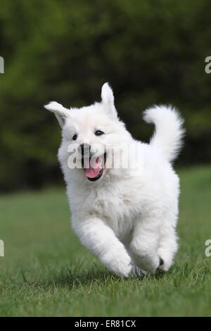 Pastore Svizzero bianco cucciolo Foto Stock