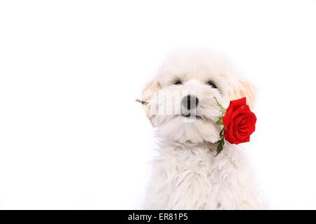 Maltipoo ritratto Foto Stock