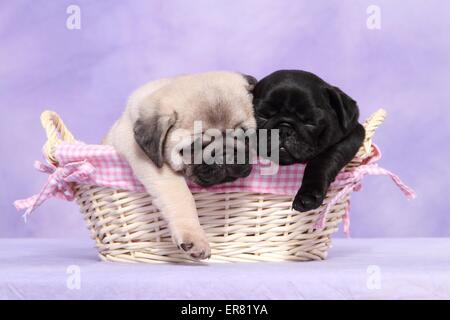 cuccioli del Pug Foto Stock