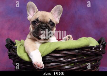 Bulldog francese cucciolo Foto Stock