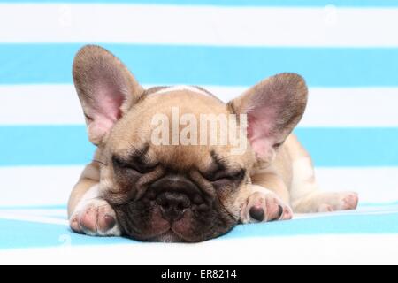 Bulldog francese cucciolo Foto Stock