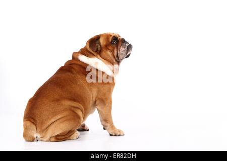 Udienza Bulldog inglese Foto Stock