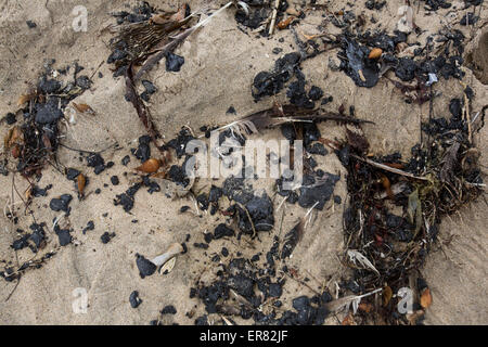 Los Angeles, Stati Uniti d'America. 28 Maggio, 2015. Tar-come la sostanza che si è incagliata è visto in Manhattan Beach, California, Stati Uniti, il 28 maggio 2015. Le famose spiagge lungo quasi 9 chilometri di Los Angeles-zona litorale sono off-limits per surf e nuoto dopo tar-come sostanza lavato a terra. Il scienziati ambientali ha detto che è troppo presto per dire se il materiale in Manhattan Beach potrebbe avere un rapporto con la fuoriuscita di olio su Refugio spiaggia vicino a Santa Barbara. Non vi è stata alcuna indicazione di fauna selvatica è stata danneggiata. Credito: Zhao Hanrong/Xinhua/Alamy Live News Foto Stock