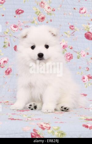 Giapponese cucciolo di Pomerania Foto Stock