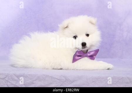 Giapponese cucciolo di Pomerania Foto Stock