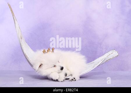 Giapponese cucciolo di Pomerania Foto Stock