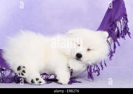 Giapponese cucciolo di Pomerania Foto Stock