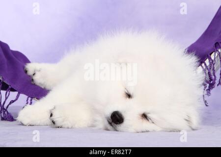 Giapponese cucciolo di Pomerania Foto Stock