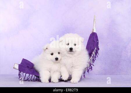 Giapponese cuccioli di Pomerania Foto Stock