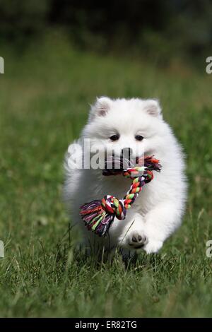 Giapponese cucciolo di Pomerania Foto Stock