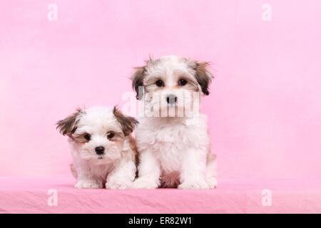 cuccioli di Mongrel Foto Stock