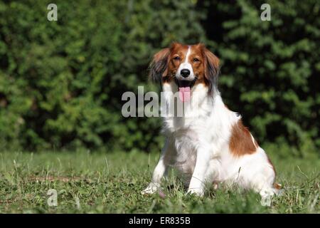 Udienza Kooikerhondje Foto Stock