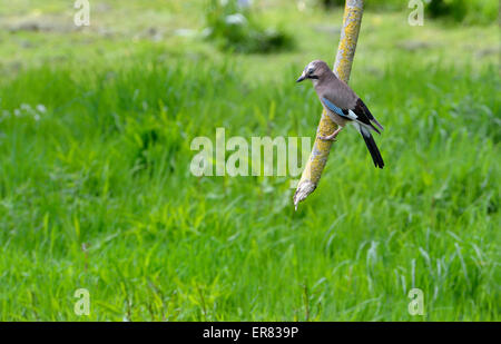 Eurasian jay (Garrulus glandarius) su un ramo rotto Foto Stock