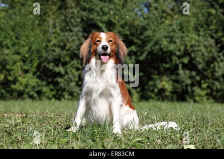 Udienza Kooikerhondje Foto Stock