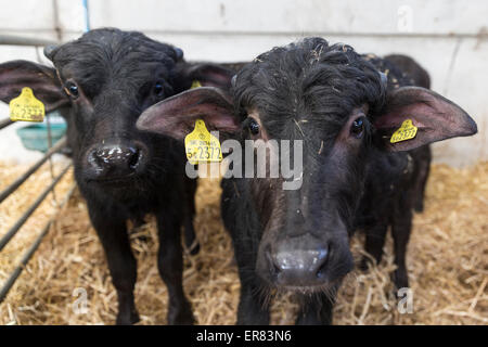 Bufalo d'acqua i vitelli in Lyndhurst Park Farm, Hampshire, Inghilterra, Regno Unito Foto Stock