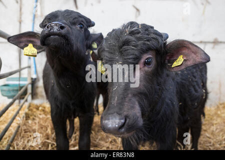 Bufalo d'acqua i vitelli in Lyndhurst Park Farm, Hampshire, Inghilterra, Regno Unito Foto Stock