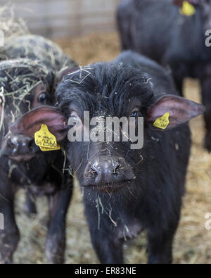 Bufalo d'acqua i vitelli in Lyndhurst Park Farm, Hampshire, Inghilterra, Regno Unito Foto Stock