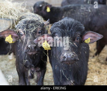 Bufalo d'acqua i vitelli in Lyndhurst Park Farm, Hampshire, Inghilterra, Regno Unito Foto Stock