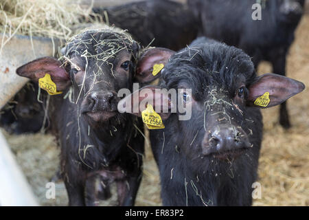 Bufalo d'acqua i vitelli in Lyndhurst Park Farm, Hampshire, Inghilterra, Regno Unito Foto Stock