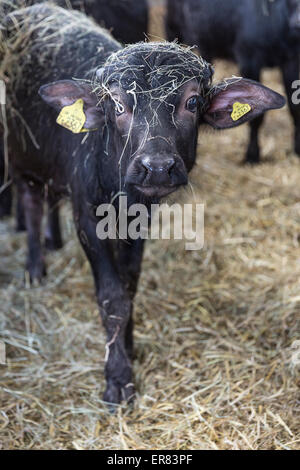 Bufalo d'acqua i vitelli in Lyndhurst Park Farm, Hampshire, Inghilterra, Regno Unito. Foto Stock