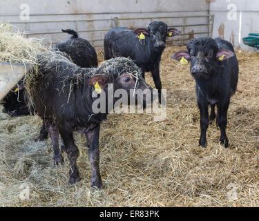 Bufalo d'acqua i vitelli in Lyndhurst Park Farm, Hampshire, Inghilterra, Regno Unito. Foto Stock