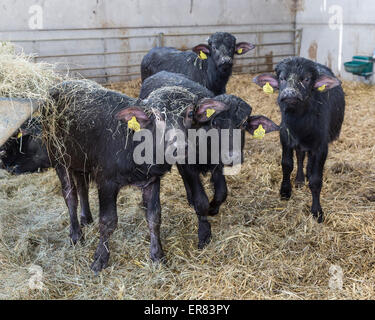 Bufalo d'acqua i vitelli in Lyndhurst Park Farm, Hampshire, Inghilterra, Regno Unito. Foto Stock