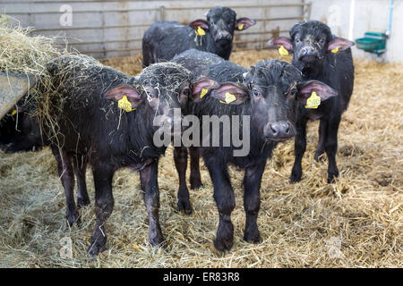 Bufalo d'acqua i vitelli in Lyndhurst Park Farm, Hampshire, Inghilterra, Regno Unito. Foto Stock