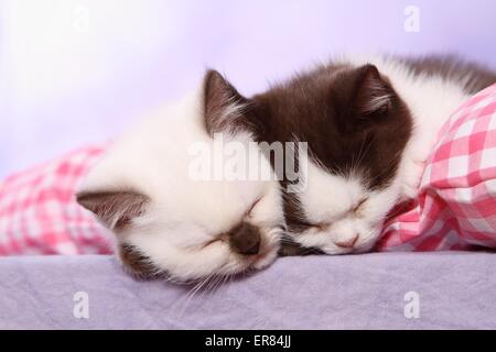British Shorthait gattino Foto Stock