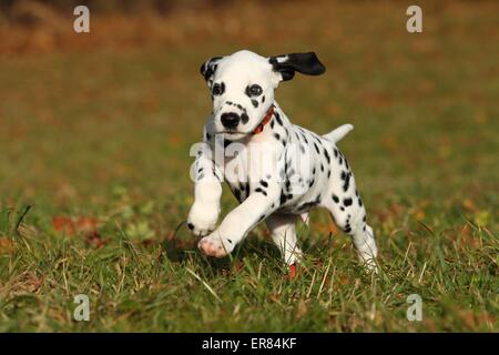 Cucciolo dalmata Foto Stock