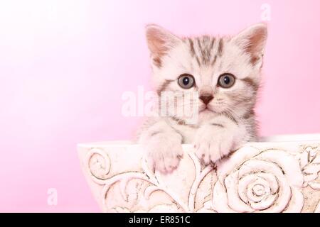 British Shorthair Kitten Foto Stock