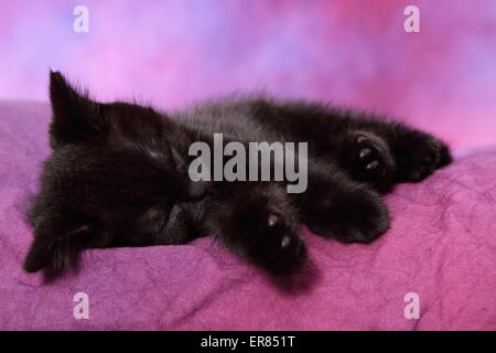 British Shorthair kitten Foto Stock